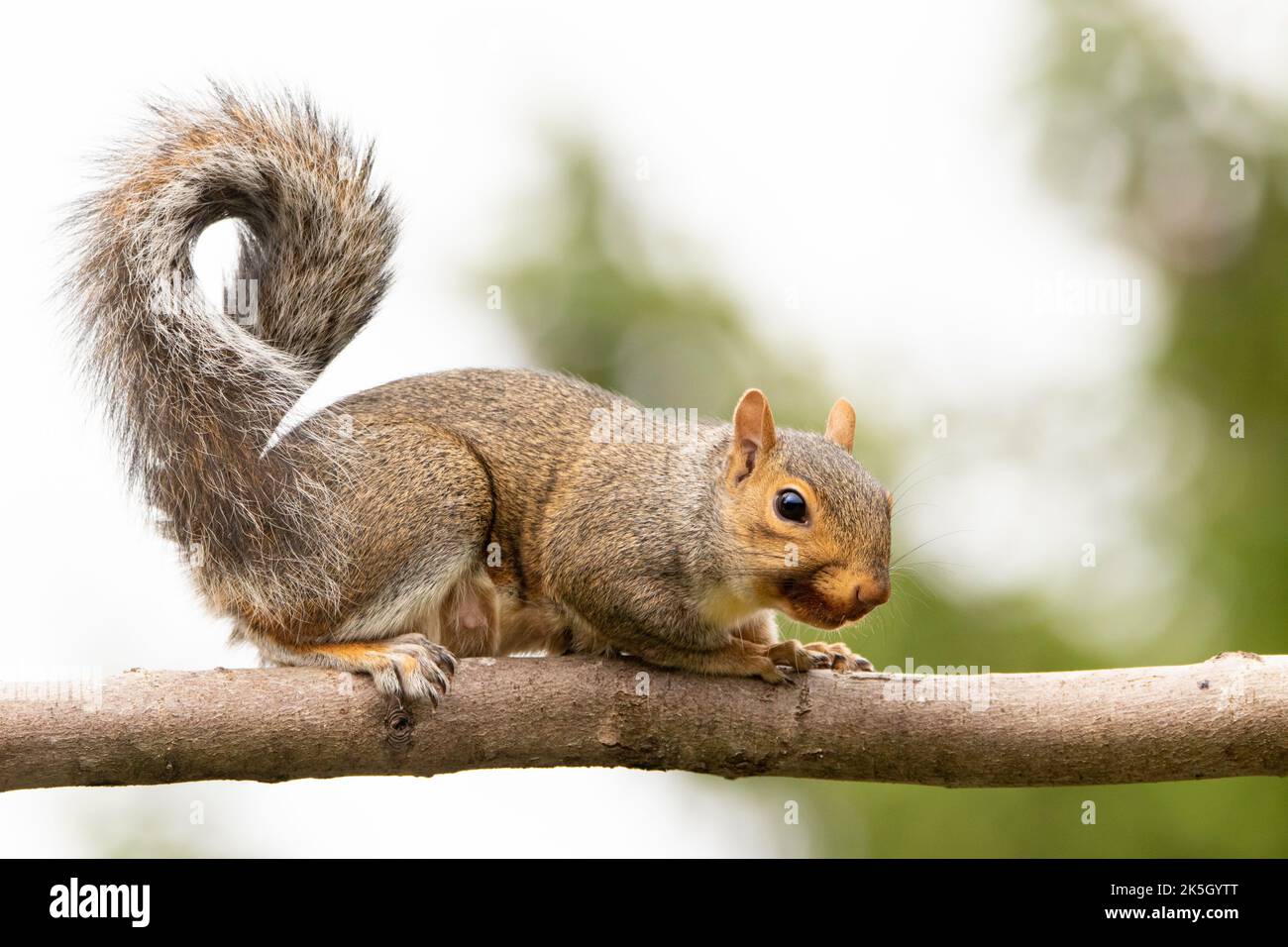 Grey Squirrel, perched on a branch / feeder UK 2022 Stock Photo
