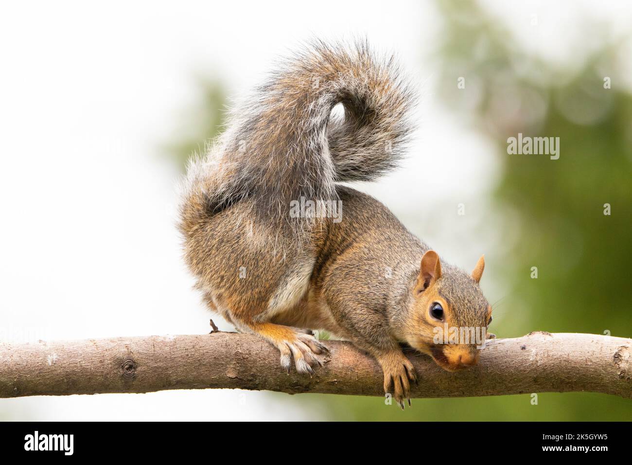 Grey Squirrel, perched on a branch / feeder UK 2022 Stock Photo