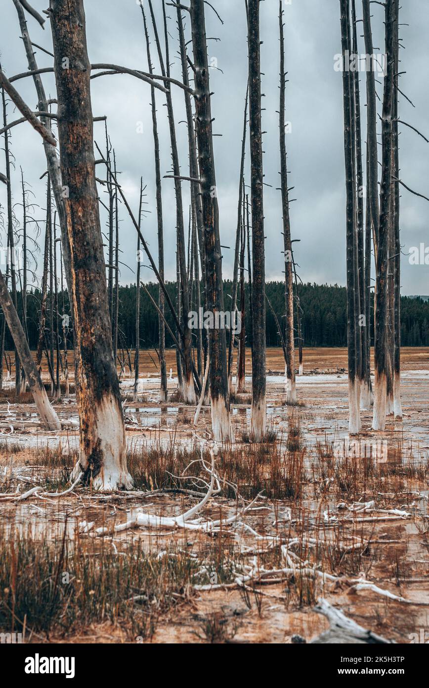 View of dead trees in muddy water amidst geothermal landscape at ...