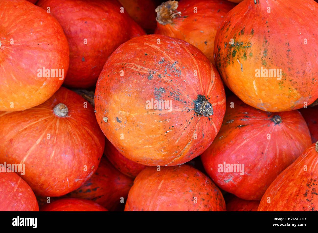 Bright red Kuri Hokkaido squashes in pile Stock Photo - Alamy
