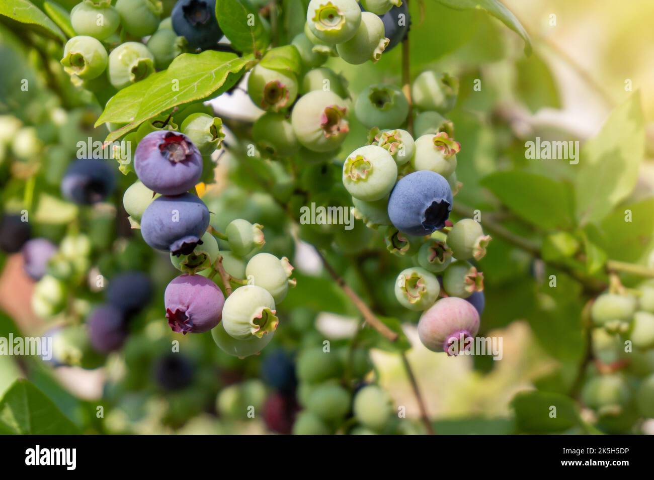 Blueberries growing in a garden. Ripe and unripe organic blueberry branch on a shrub close-up. Stock Photo