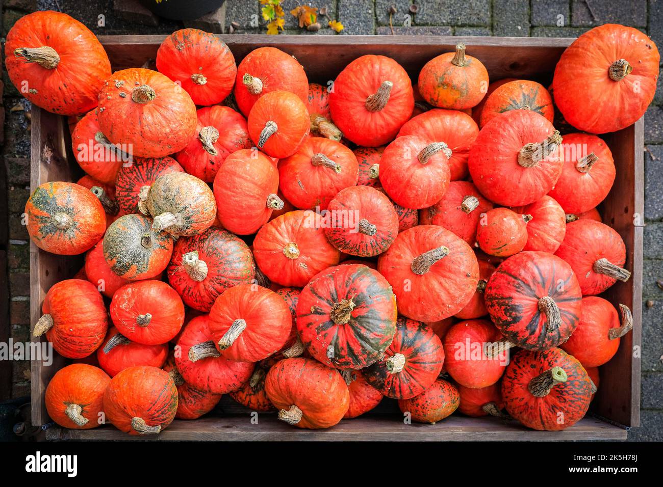 Haltern, Germany. 08th Oct, 2022. A fiery red variety on display. Landhof  Hawig, a farm near Haltern in the Muensterland countryside, produce up to  300 different varieties of pumpkin every year and