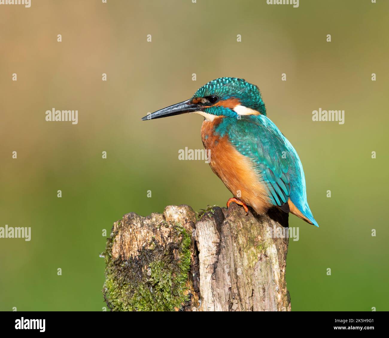 Eurasian male Kingfisher (Alcedo atthis) sat on a fishing perch in the sun. Stock Photo