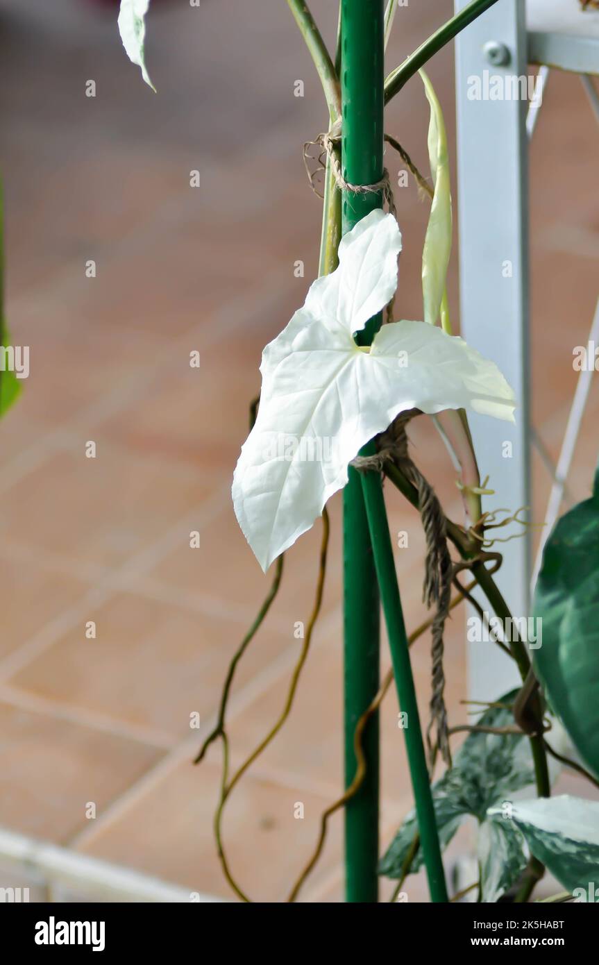 Syngonium podophyllum, Arrowhead Vine or Goosefoot Plant or Araceae or white leaf or Syngonium Podophyllum Albo Variegated plant Stock Photo