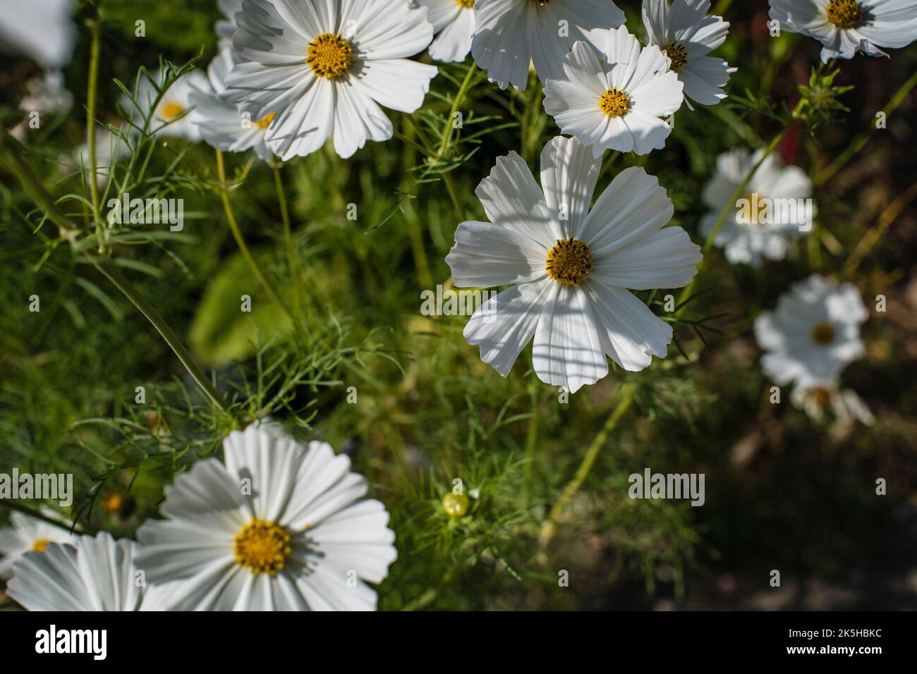 Cosmos flower (Bipinnatus) in a sunlight meadow 'White Popsocks' an excellent cut flowers great for containers beautiful in a wild part of the garden. Stock Photo