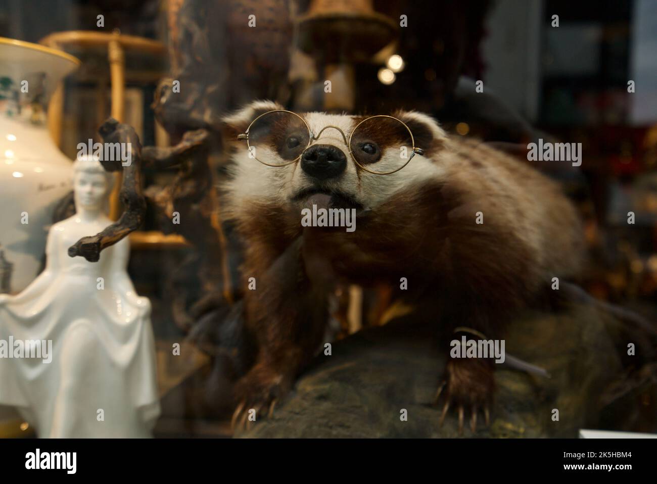 Funny taxidermy badger wearing glasses in an antique shop (Vintage Anthropomorphic Taxidermy) Stock Photo