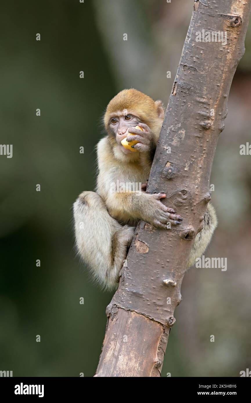 Young Barbary Macaque (Macaca sylvanus) eating fruit in a tree Stock Photo