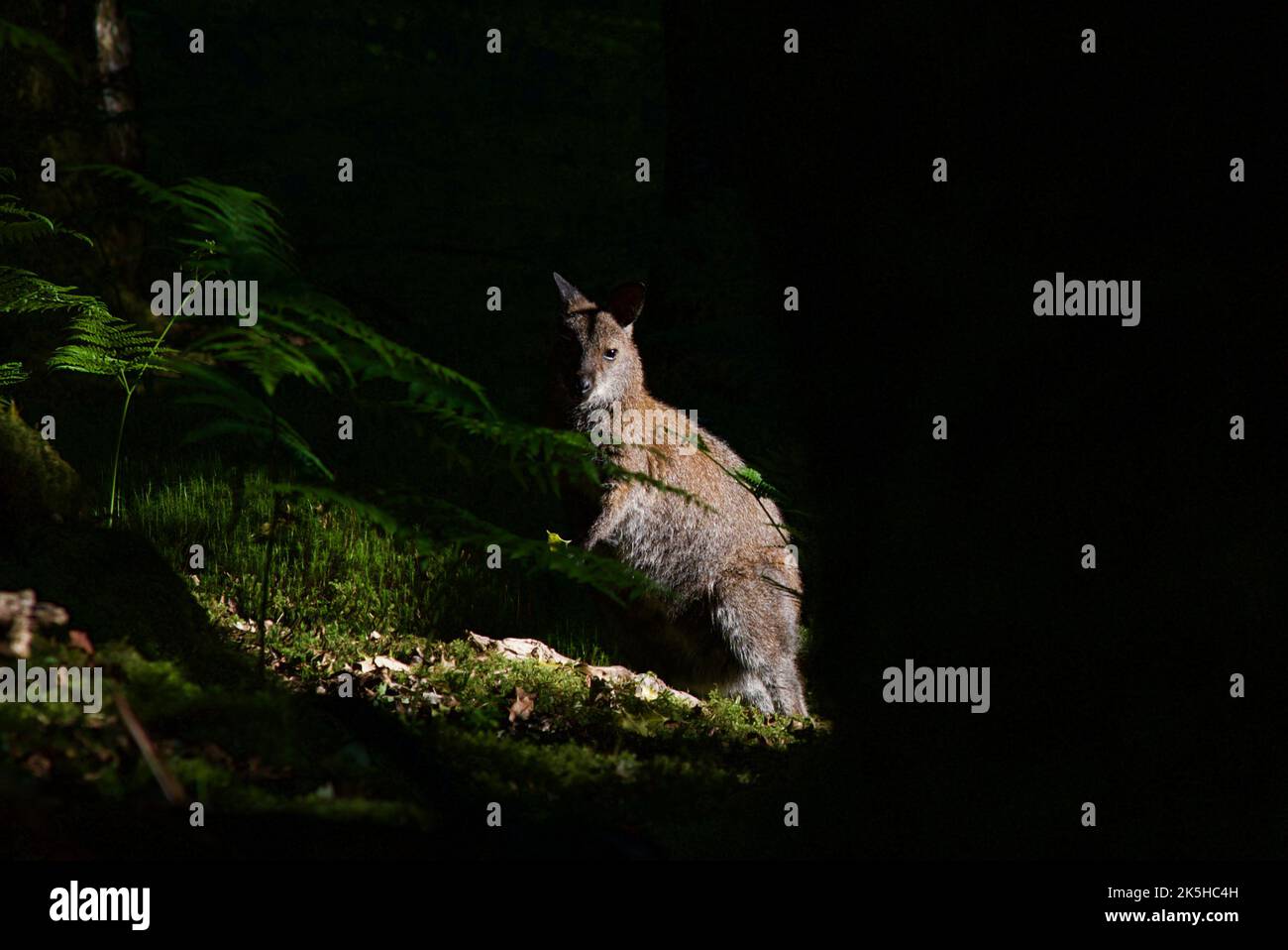 Red-necked wallaby on Inchconnachan Island, Loch Lomond and The Trossachs National Park, Scotland, UK. Wallabies in Scotland, Bennetts Wallaby, woods. Stock Photo