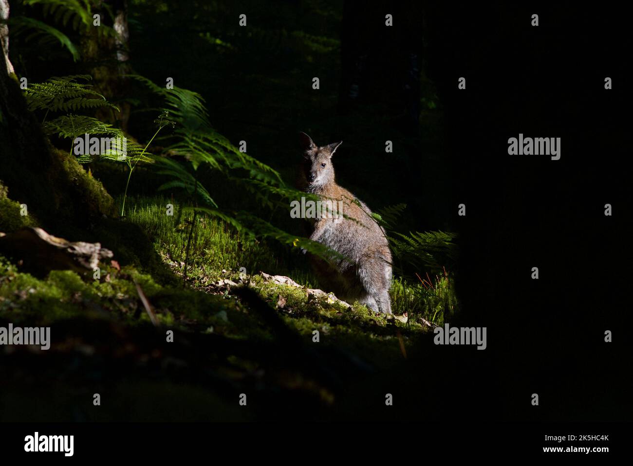 Red-necked wallaby hiding behind trees in a woodland on Inchconnachan Island, Loch Lomond, Scotland, UK. Wallabies in Scotland, Bennetts Wallaby. Stock Photo