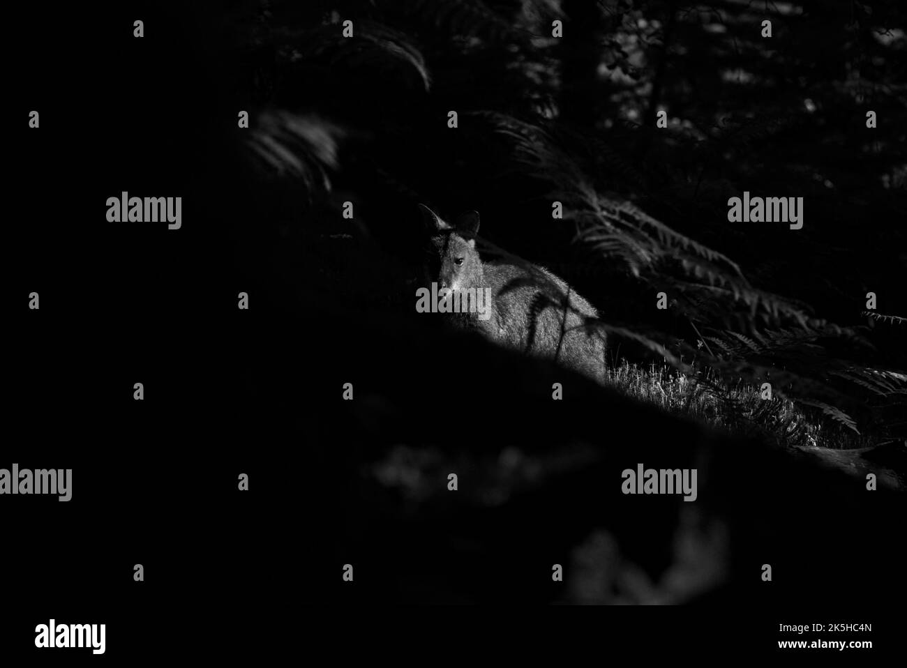 Loch lomond island inchconnachan Black and White Stock Photos & Images