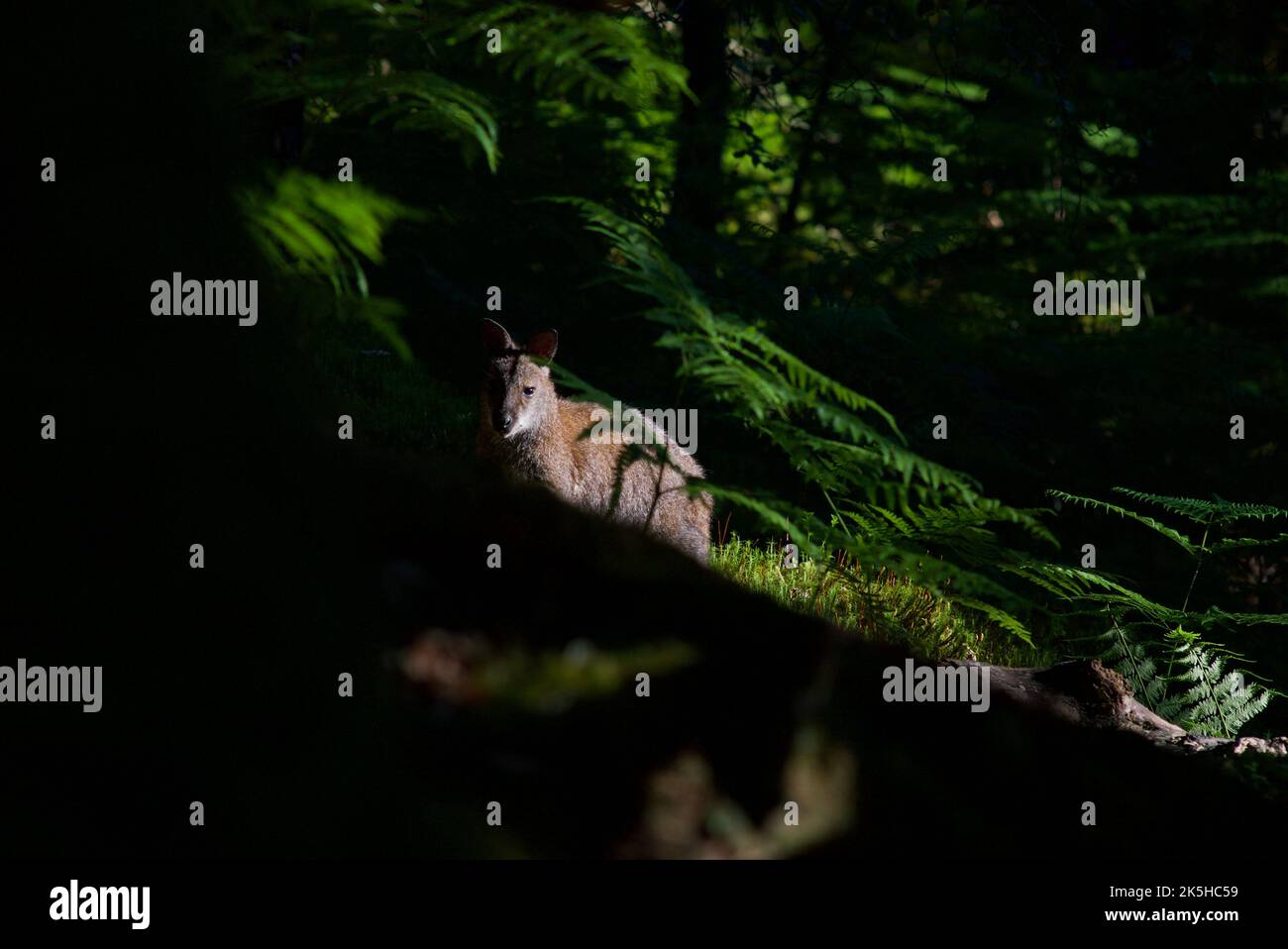 Red-necked wallaby on Inchconnachan Island, Loch Lomond and The Trossachs National Park, Scotland, UK. Wallabies in Scotland, Bennetts Wallaby, woods. Stock Photo