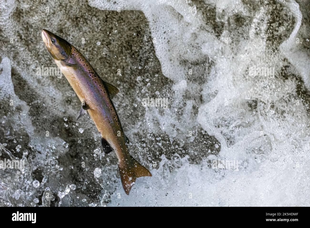 Atlantic salmon (Salmo salar) leaping at Buchanty Spout on the River Almond, Perthshire, Scotland. Stock Photo