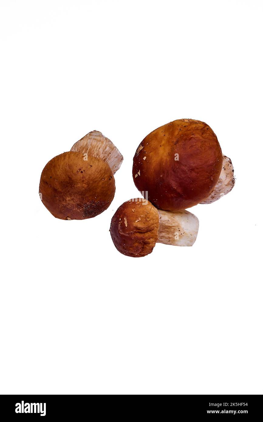 A group of porcini mushrooms peeled lies on a white background Stock