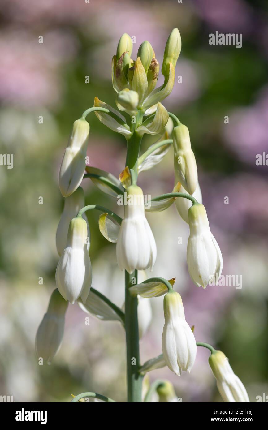 Close up of summer hyacinth (galtonia candicans) flowers in bloom Stock Photo
