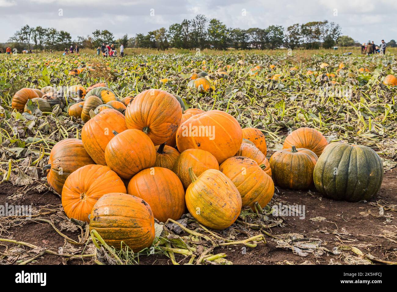Pile of pumpkins waiting to be picked from a pumpkin patch near ...