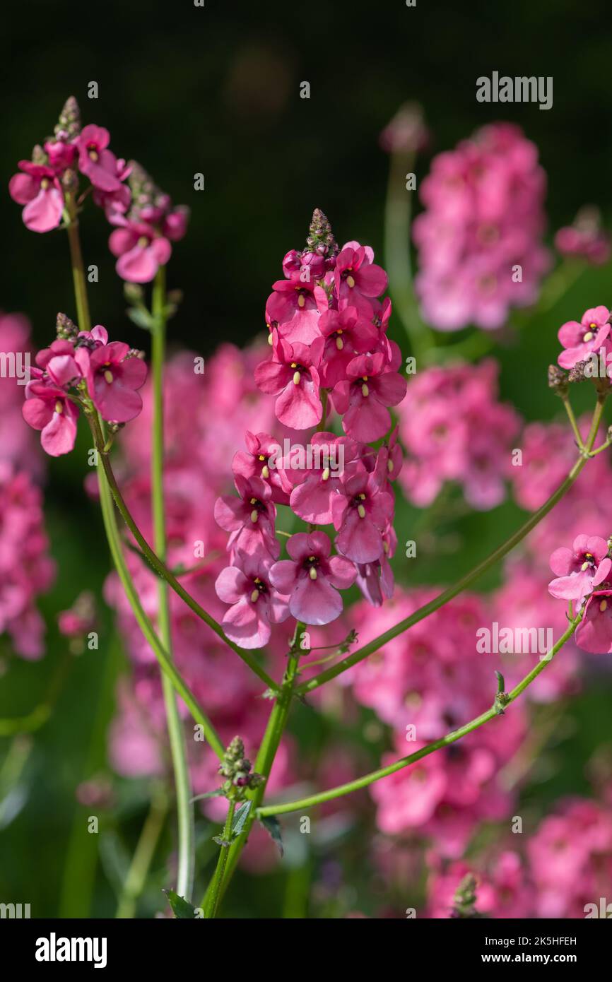 Close up of diascia flowers in bloom Stock Photo