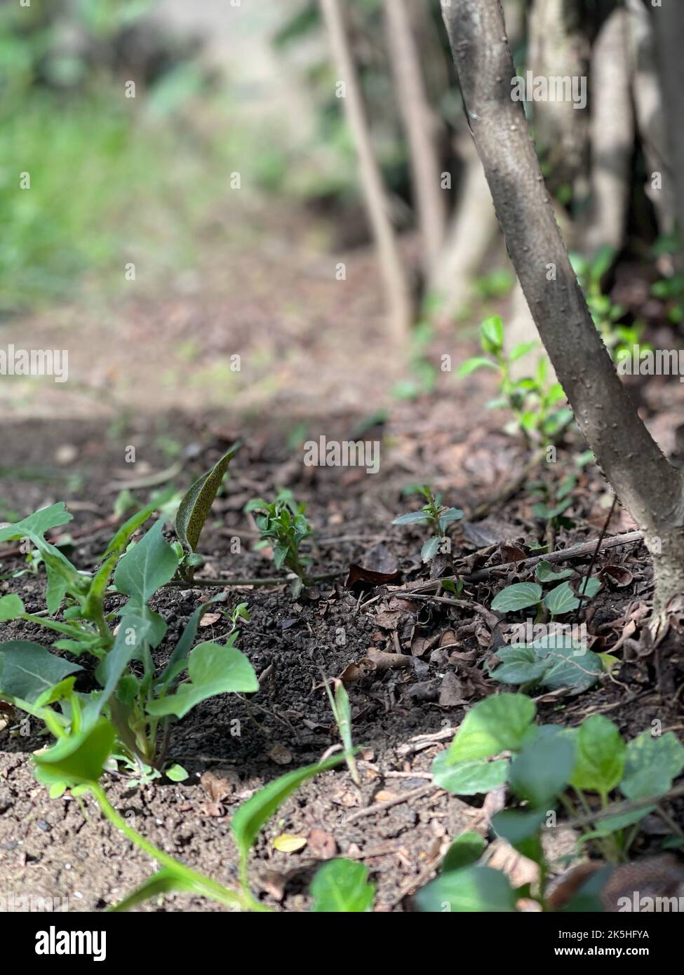 Vertical shot wet soil hi-res stock photography and images - Alamy