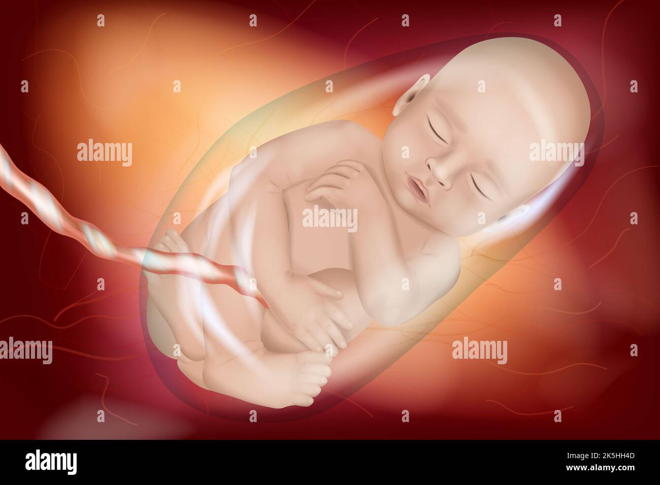 Medically Accurate illustration of a Human Fetus week 40. Baby in the womb  of a pregnant mother. Front view Stock Photo - Alamy