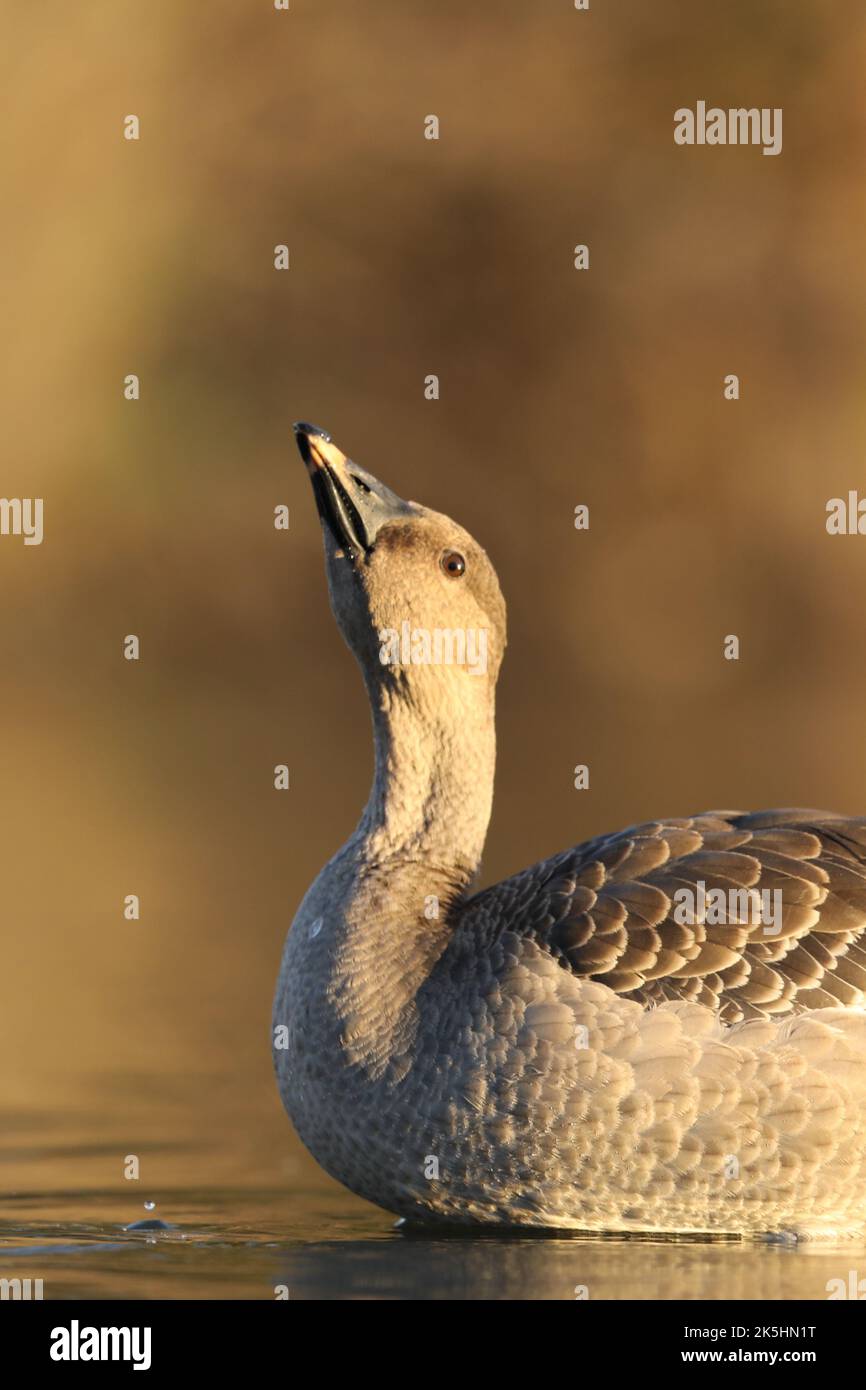 Tundra Bean Goose, Anser serrirostris, Apex Park Burnhamonsea Stock