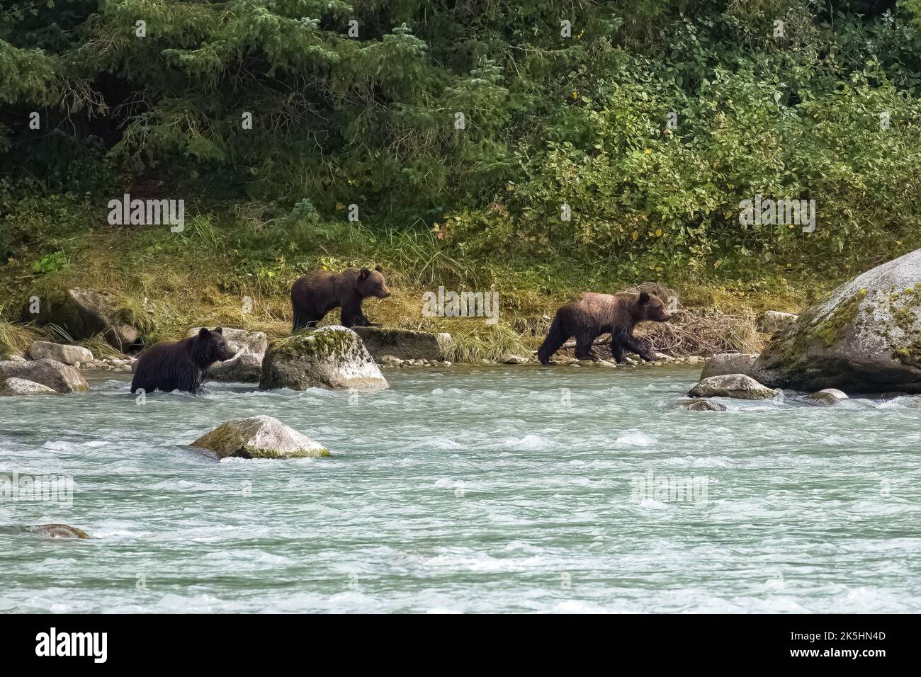 Three babies grizzlys walking in the river in Alaska Stock Photo