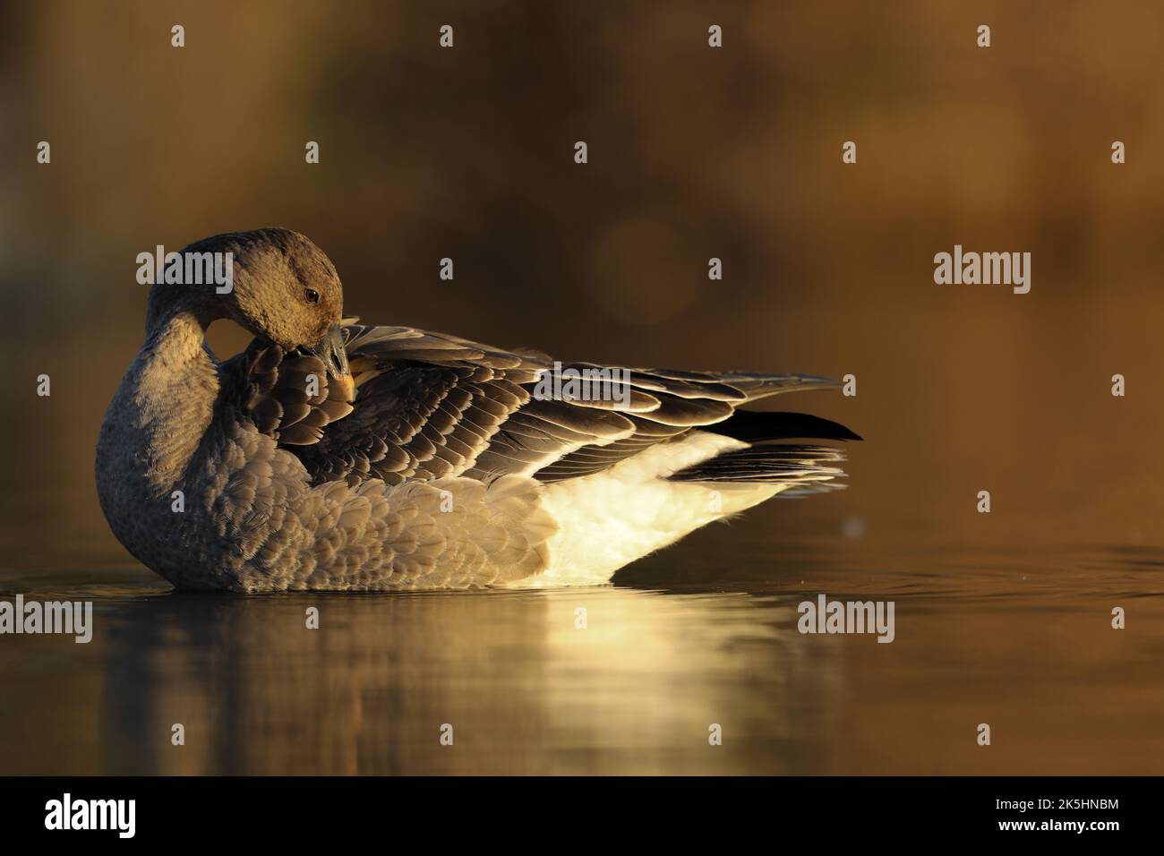 Tundra Bean Goose, Anser serrirostris, Apex Park Burnhamonsea Stock