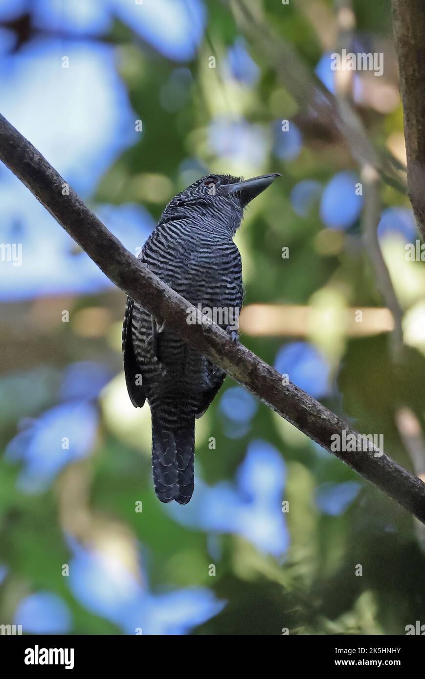 Fasciated Antshrike (Cymbilaimus lineatus) adult male perched on branch  Rio Azul, Brazil.               July Stock Photo