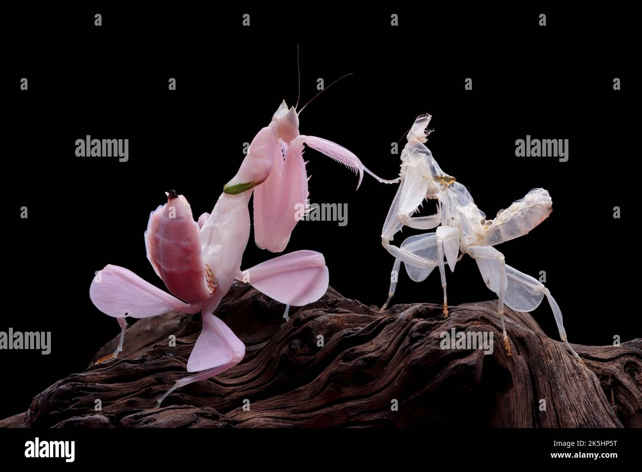 Close-up of two Orchid mantises on wood, Indonesia Stock Photo