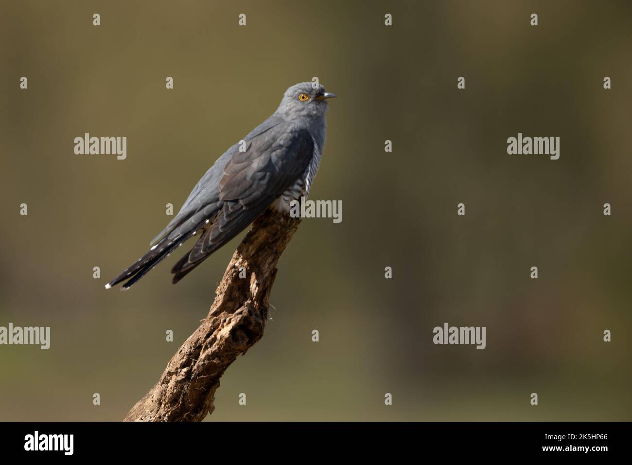 Common cuckoo, Cuculus canorus Stock Photo