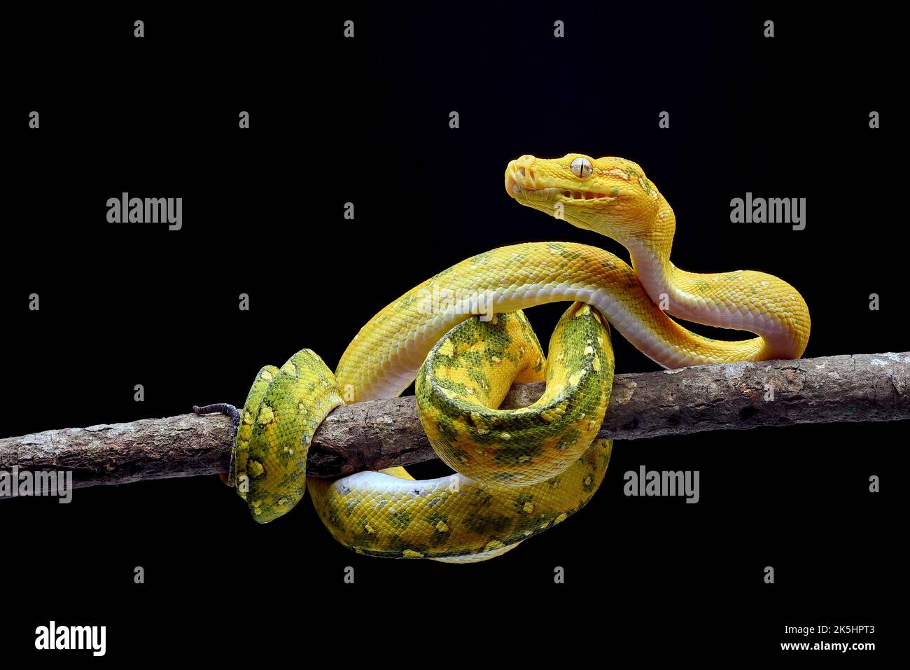 Juvenile Green tree python on a branch, Indonesia Stock Photo - Alamy