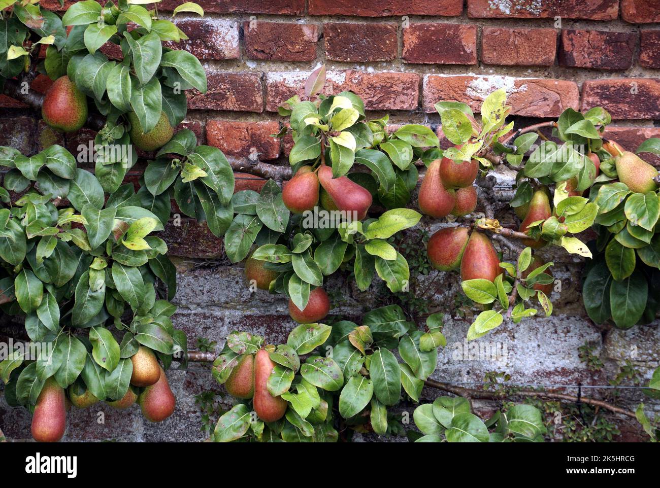 Espalier fruit trees Stock Photo Alamy