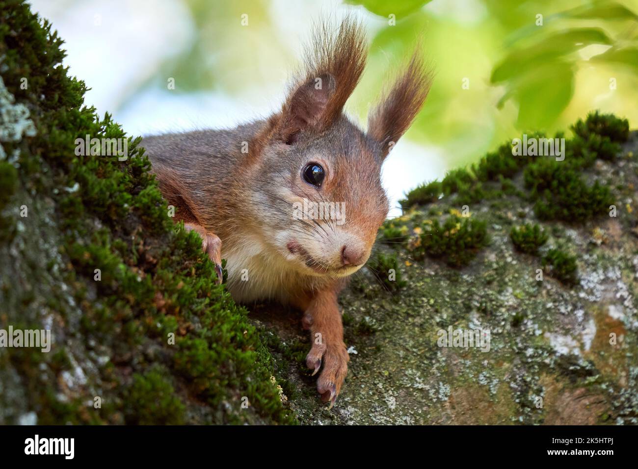 Eurasian red squirrel on a tree (Sciurus vulgaris) Stock Photo