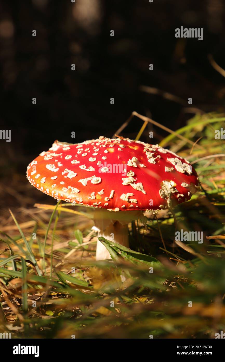a red toadstool in the forest Stock Photo - Alamy