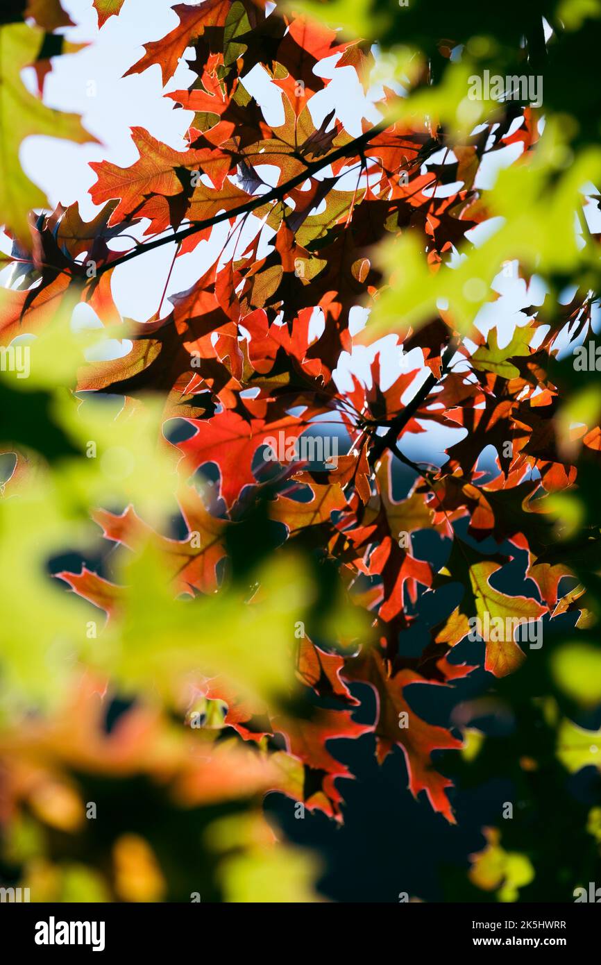 Beautiful autumn oak leaves hi-res stock photography and images - Alamy