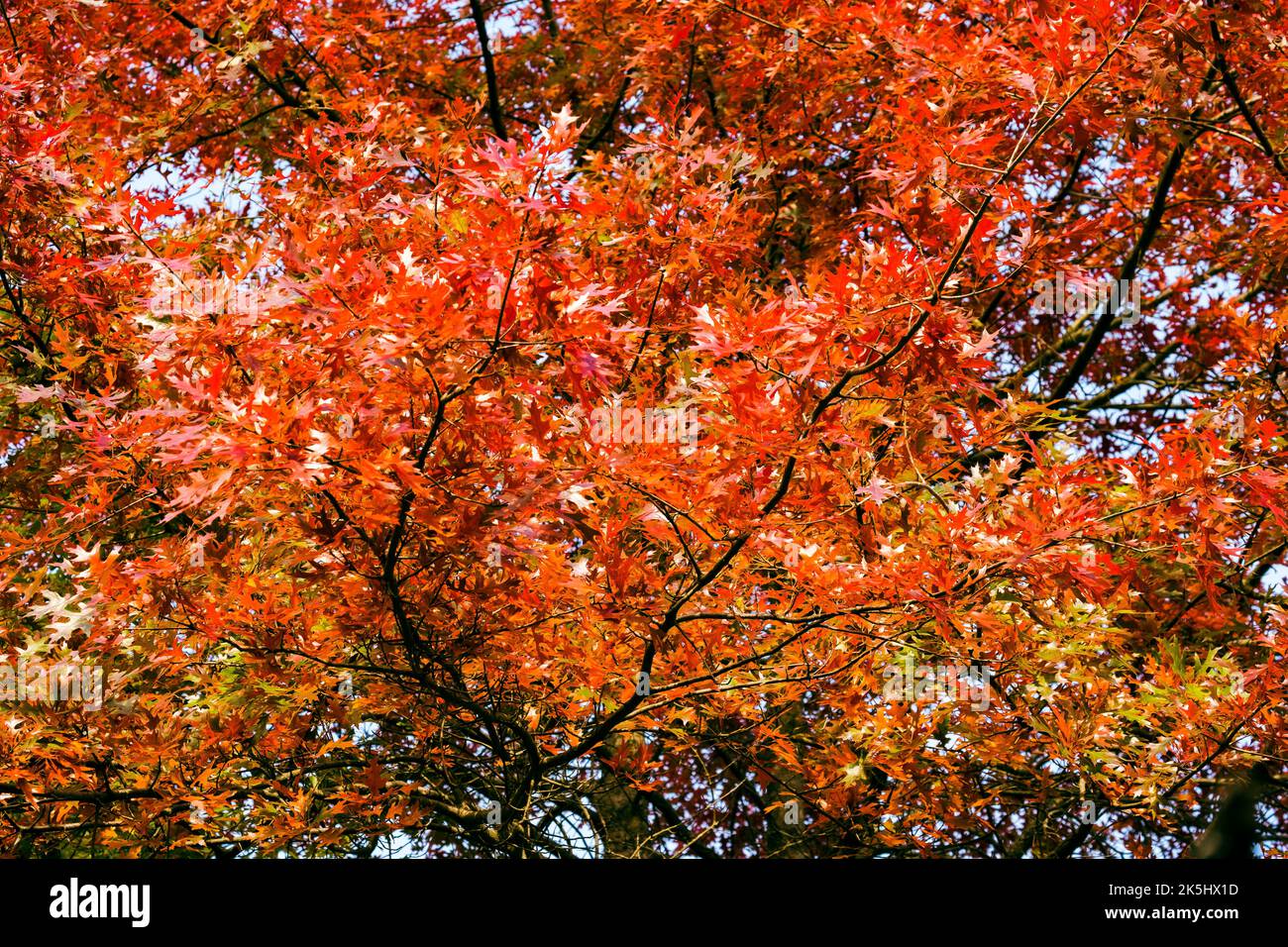Beautiful autumn forest red oak tree with red and orange leaves during ...