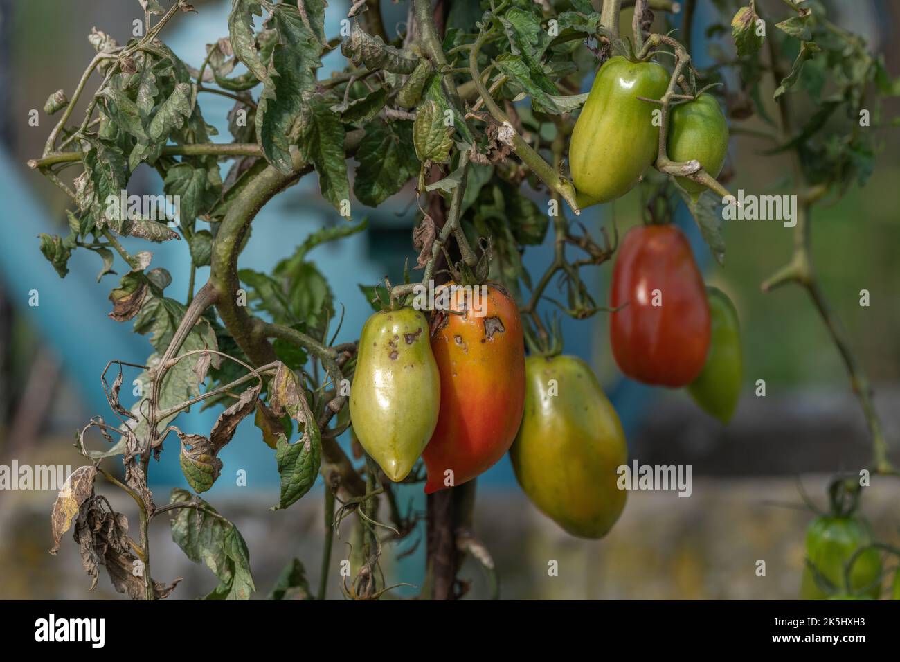 Late ripening tomatoes hi-res stock photography and images - Alamy