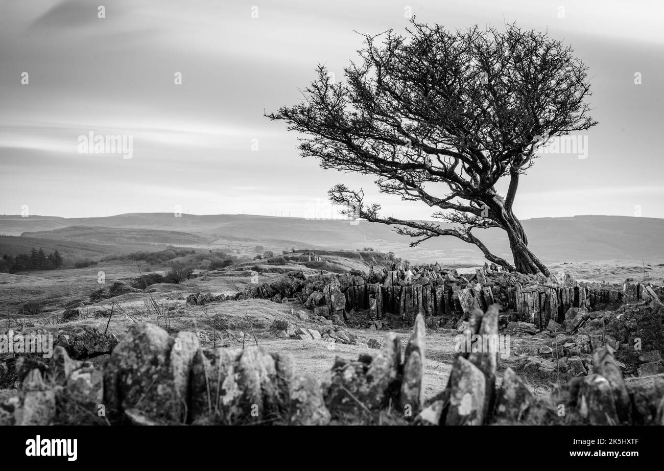 A scenic grayscale landscape with a tree and rocks during sunset Stock Photo