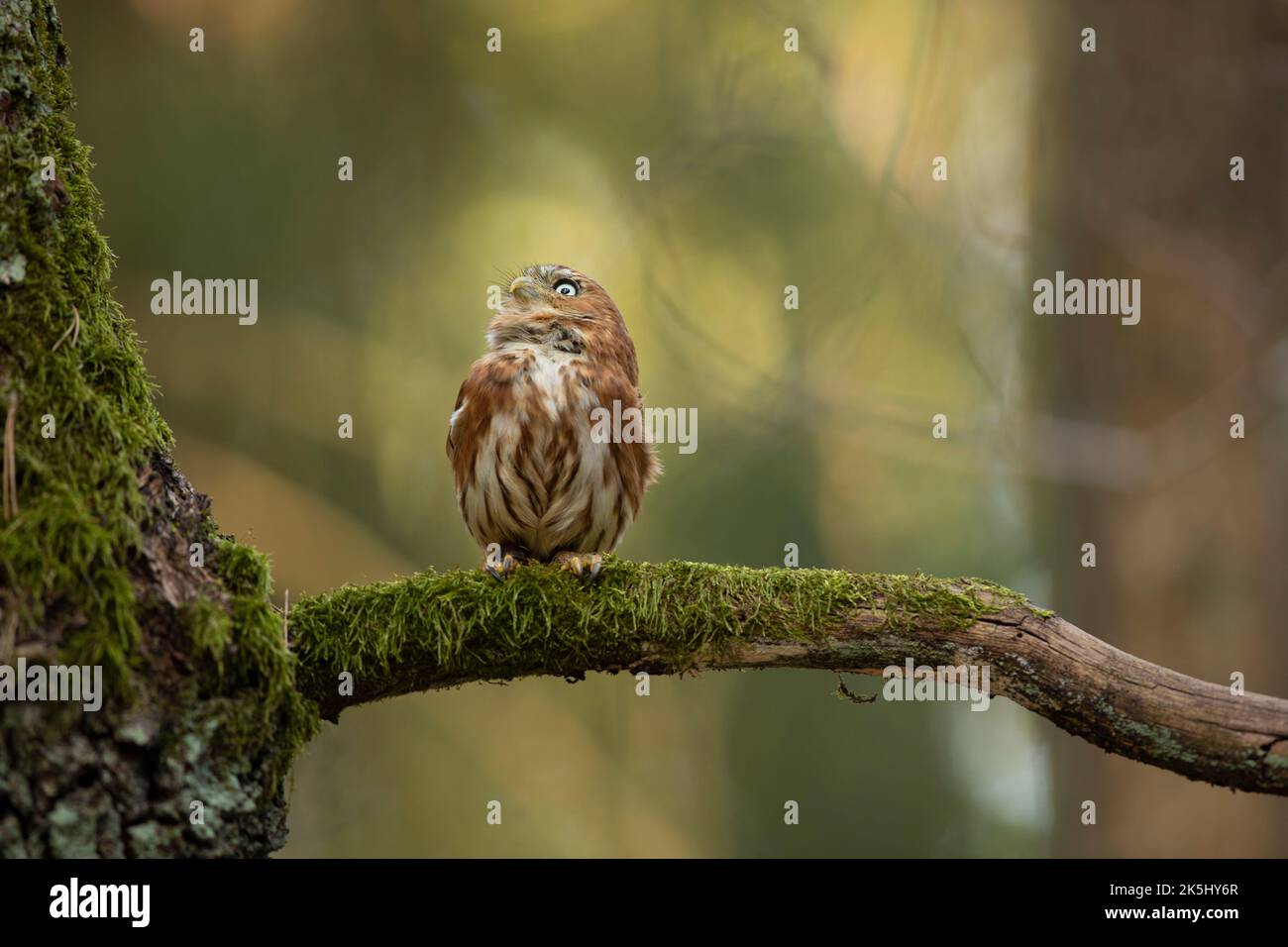 Pygmy Owl, sitting on tree branch with clear forest background. Eurasian tinny bird in the habitat. Beautiful bird on mossy branch.Wildlife scene from Stock Photo