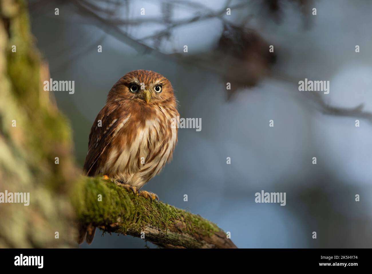 Pygmy Owl, sitting on tree branch with clear forest background. Eurasian tinny bird in the habitat. Beautiful bird on mossy branch.Wildlife scene from Stock Photo
