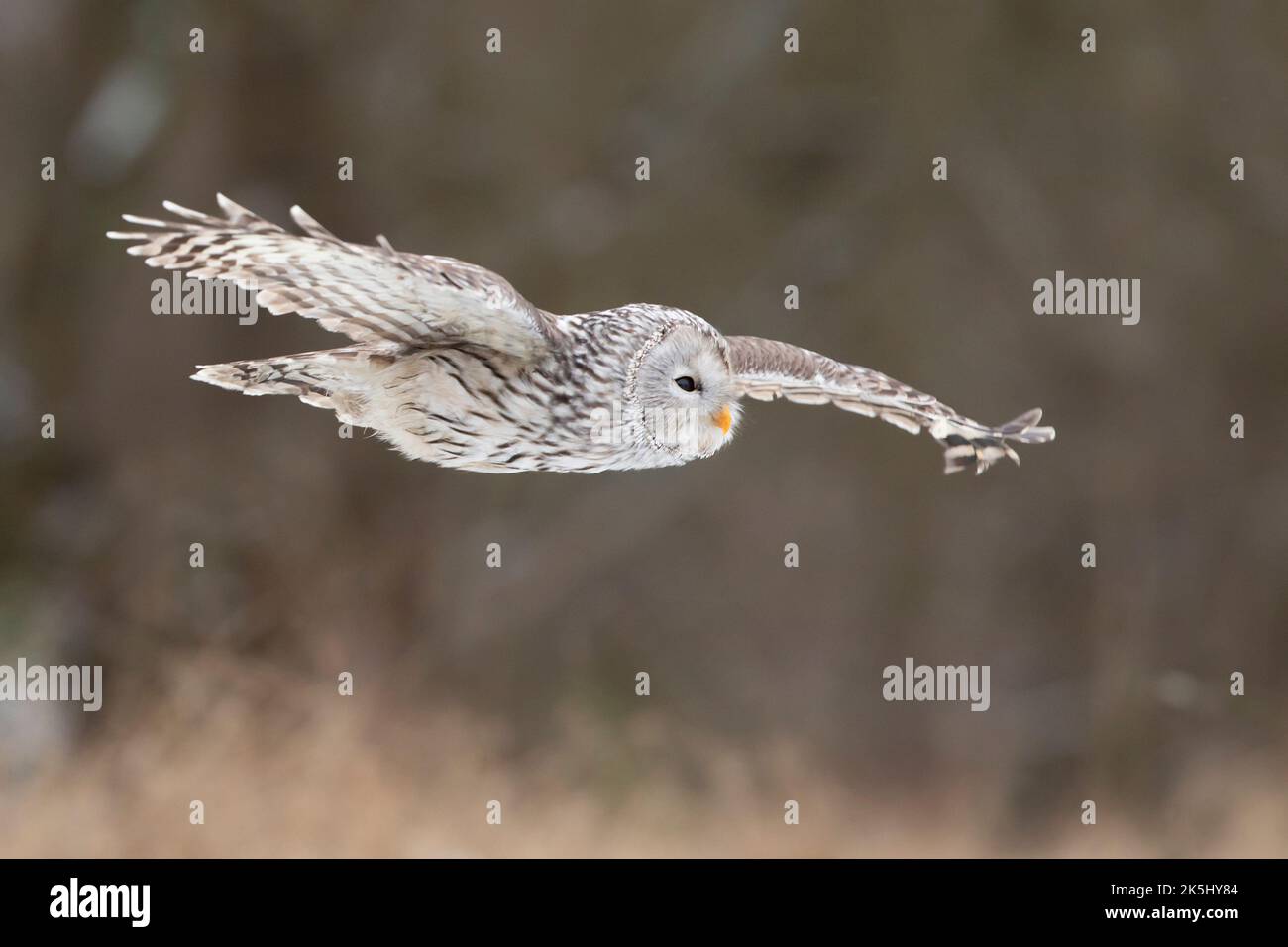 Owl portrait in winter, ural owl in winter forest. Strix uralensis. Winter scene with a ural owl. Wildlife scene from nature. Stock Photo