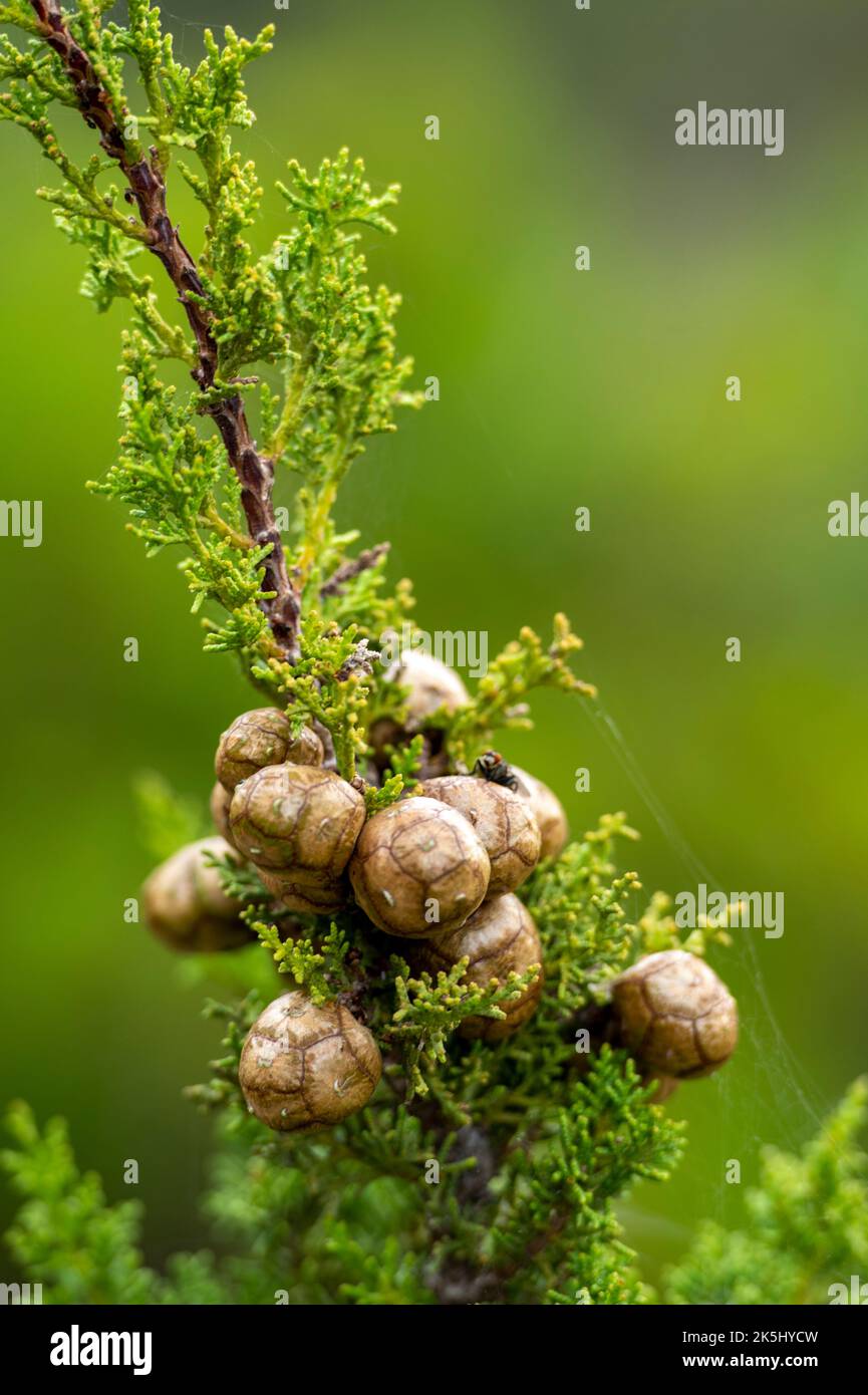 Mediterranean or Italian cypress (Cupressus sempervirens) is a evergreen tree native to eastern Mediterranean region. egg-like pods or cones Stock Photo