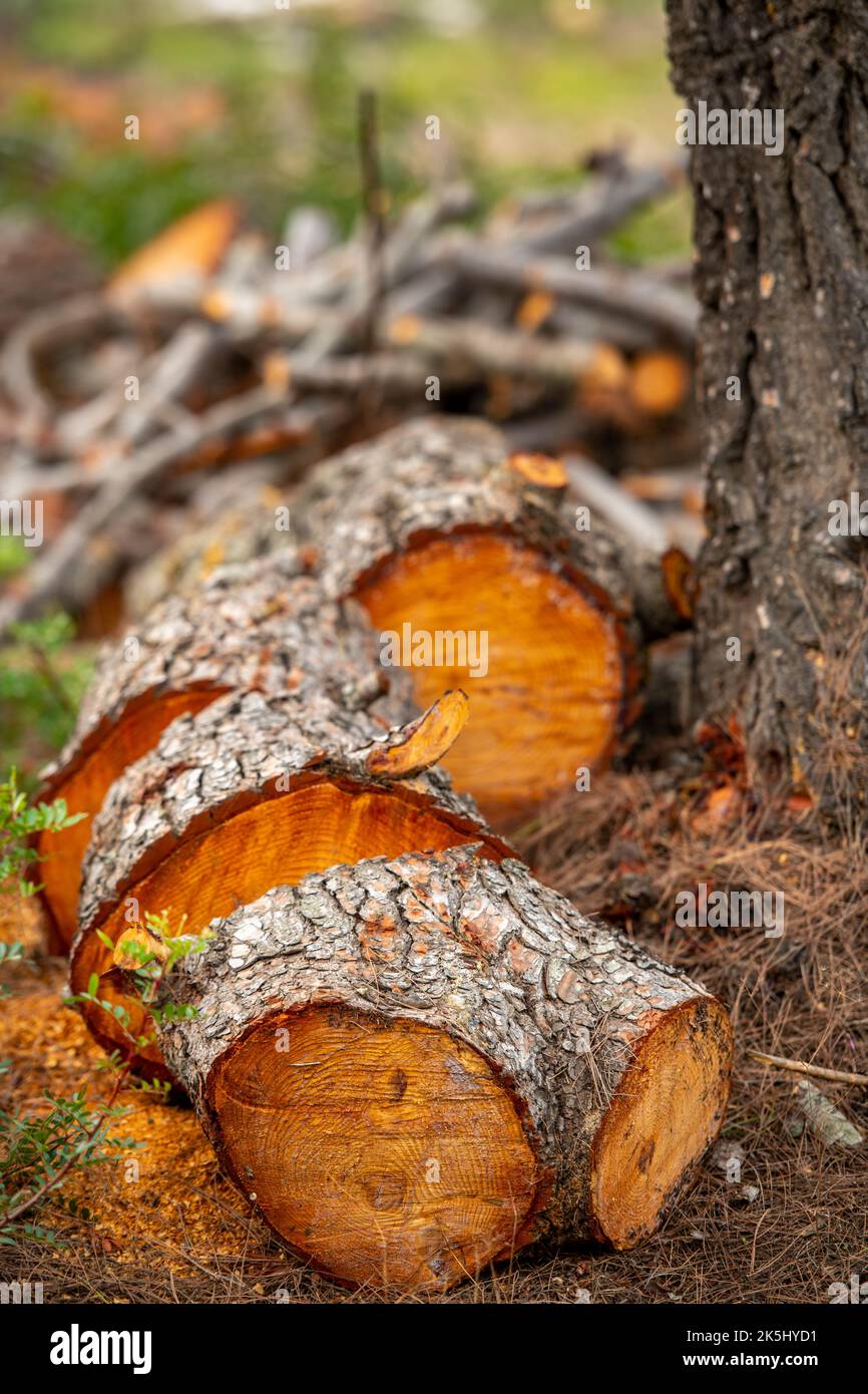 felled tree chopped into logs for fuel for open fire, logging in forest, forestry and woodland management, chopped-up tree trunk. Stock Photo