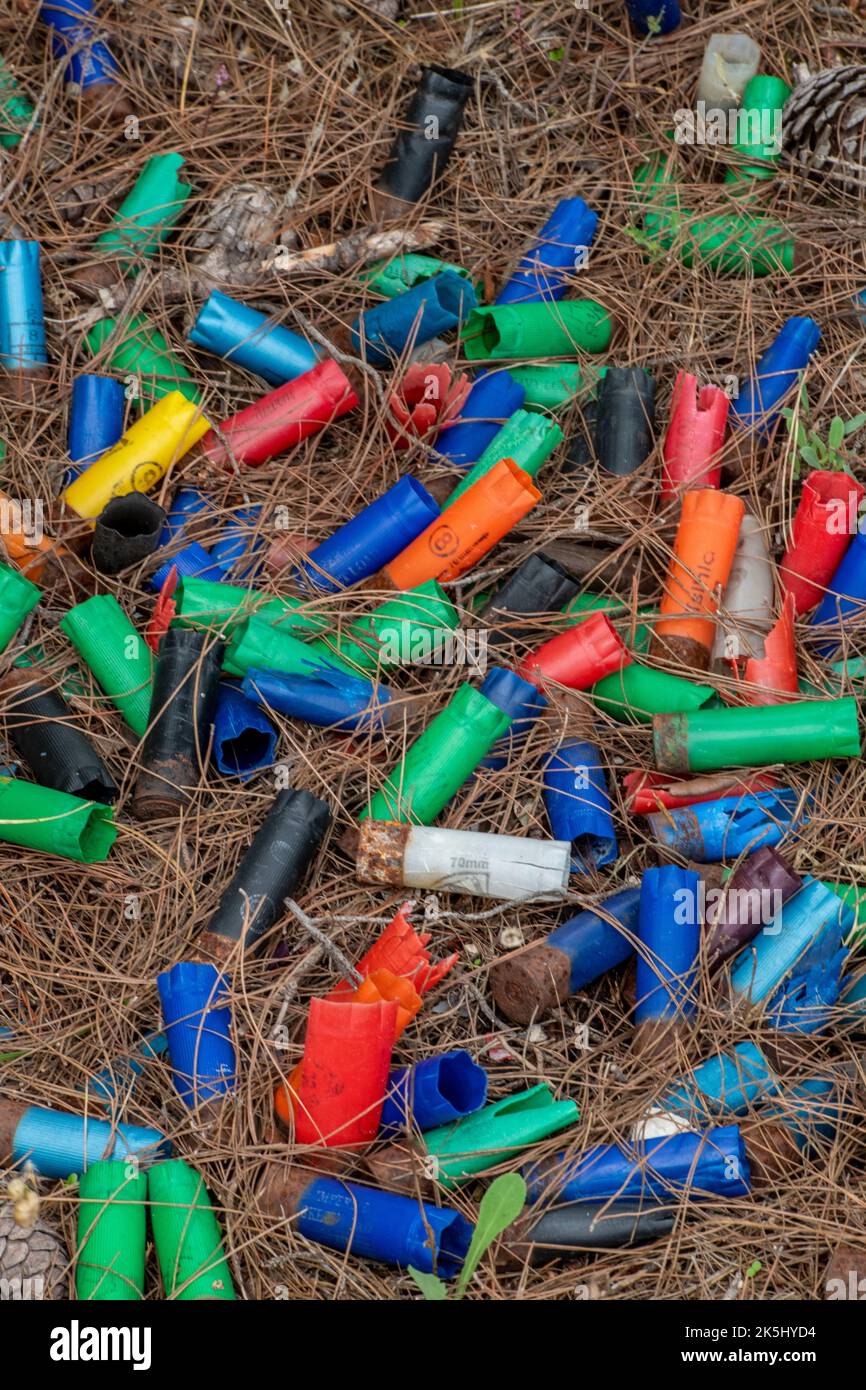 selection of various colourful shotgun cartridges on the ground in woodland, shooting cartridge empties, used shotgun cartridges. Stock Photo
