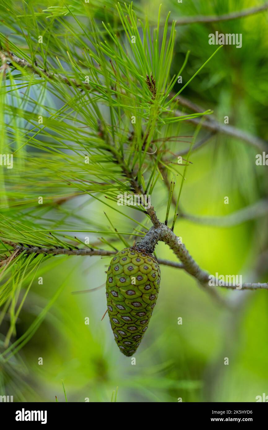 fir cone on a pine tree, green fir cone with green pine needles on an evergreen pine douglas fir tree. Stock Photo
