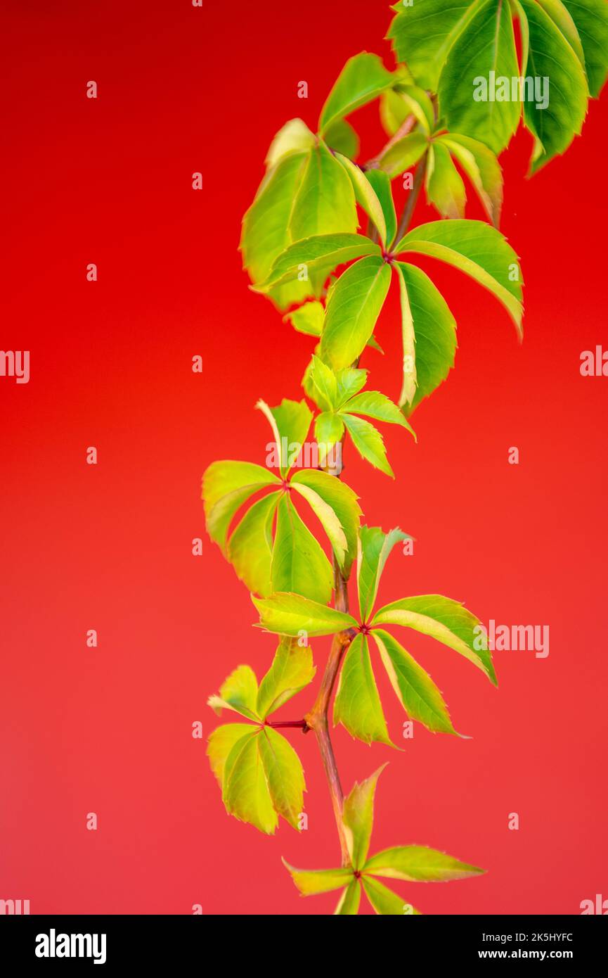 boston ivy leaves, japanese ivy, chinese ivy , green leaves, red background. Stock Photo