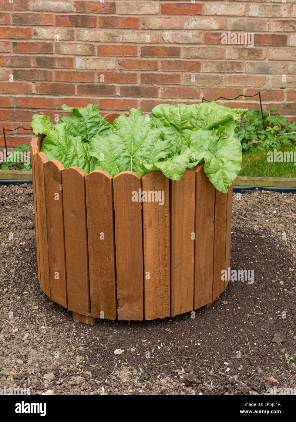 Timperley Early Rhubarb growing inside circular enclosure which provides protection from wind and partial forcing, domestic vegetable garden, UK Stock Photo