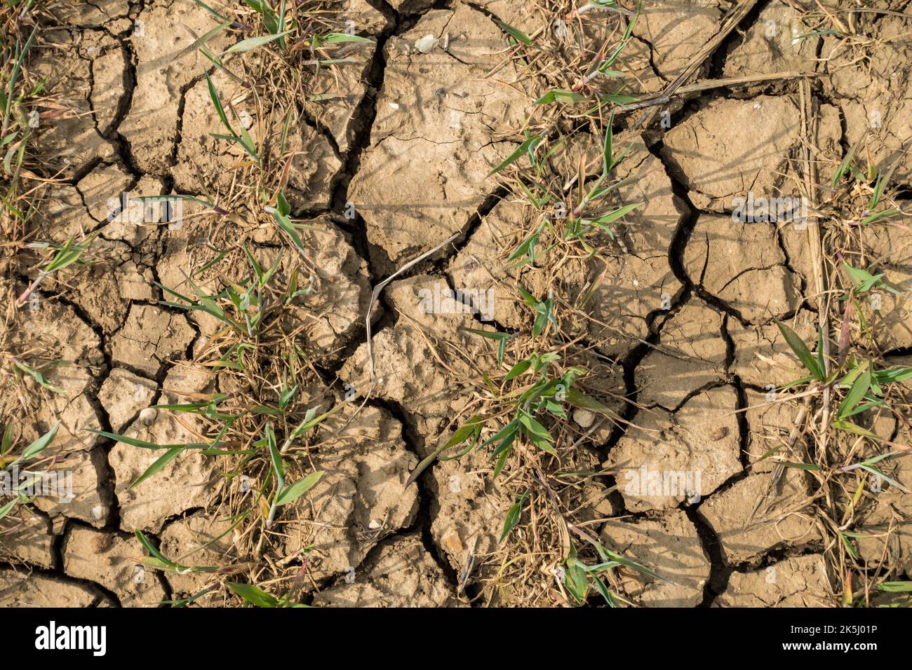 Cracks in clay soil between rows of crops in farm field during dry weather, Leicestershire, England, UK Stock Photo