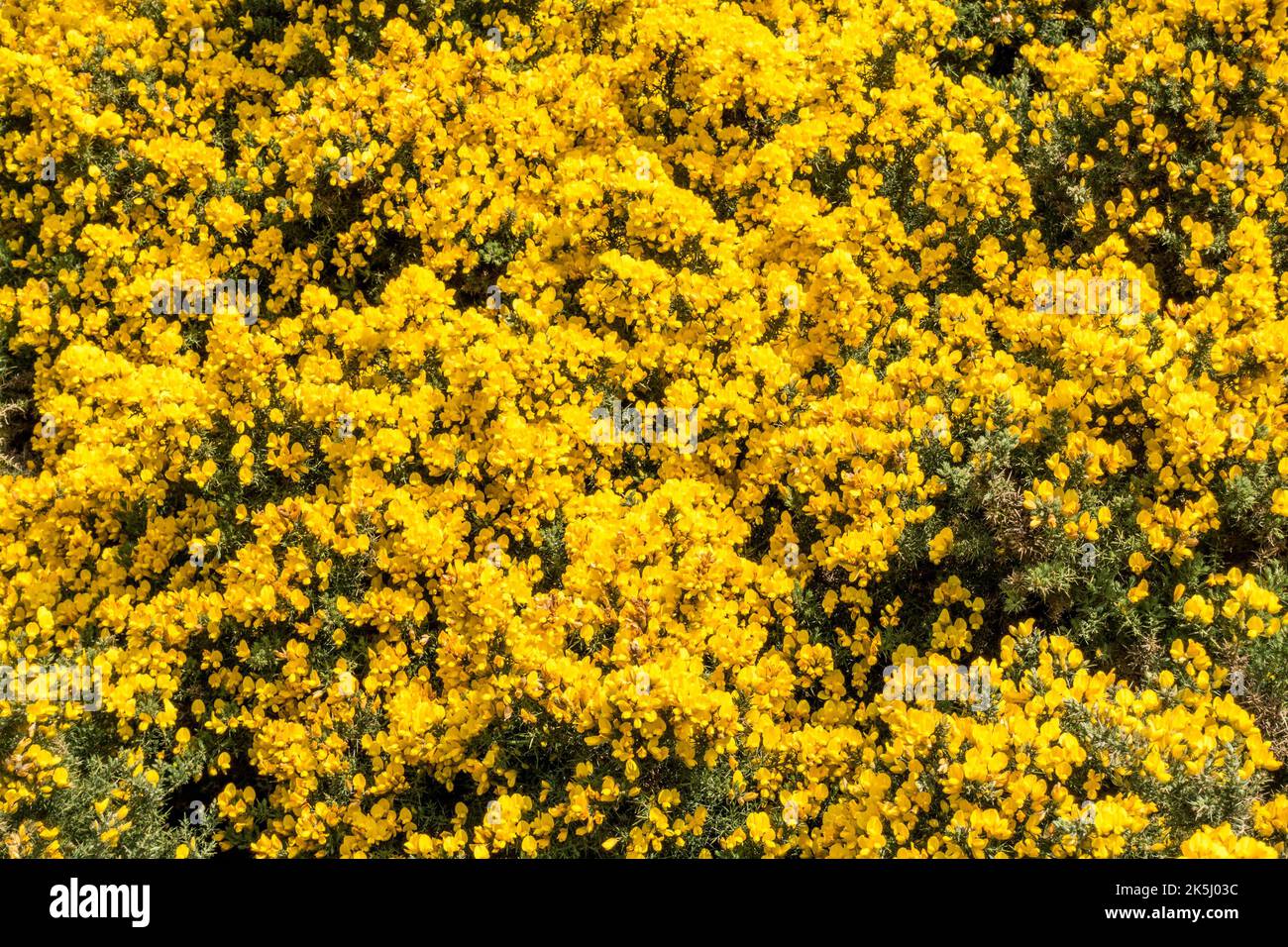 Masses of dense bright yellow flowers of gorse ( Ulex europaeus ) in blossom in Spring Stock Photo