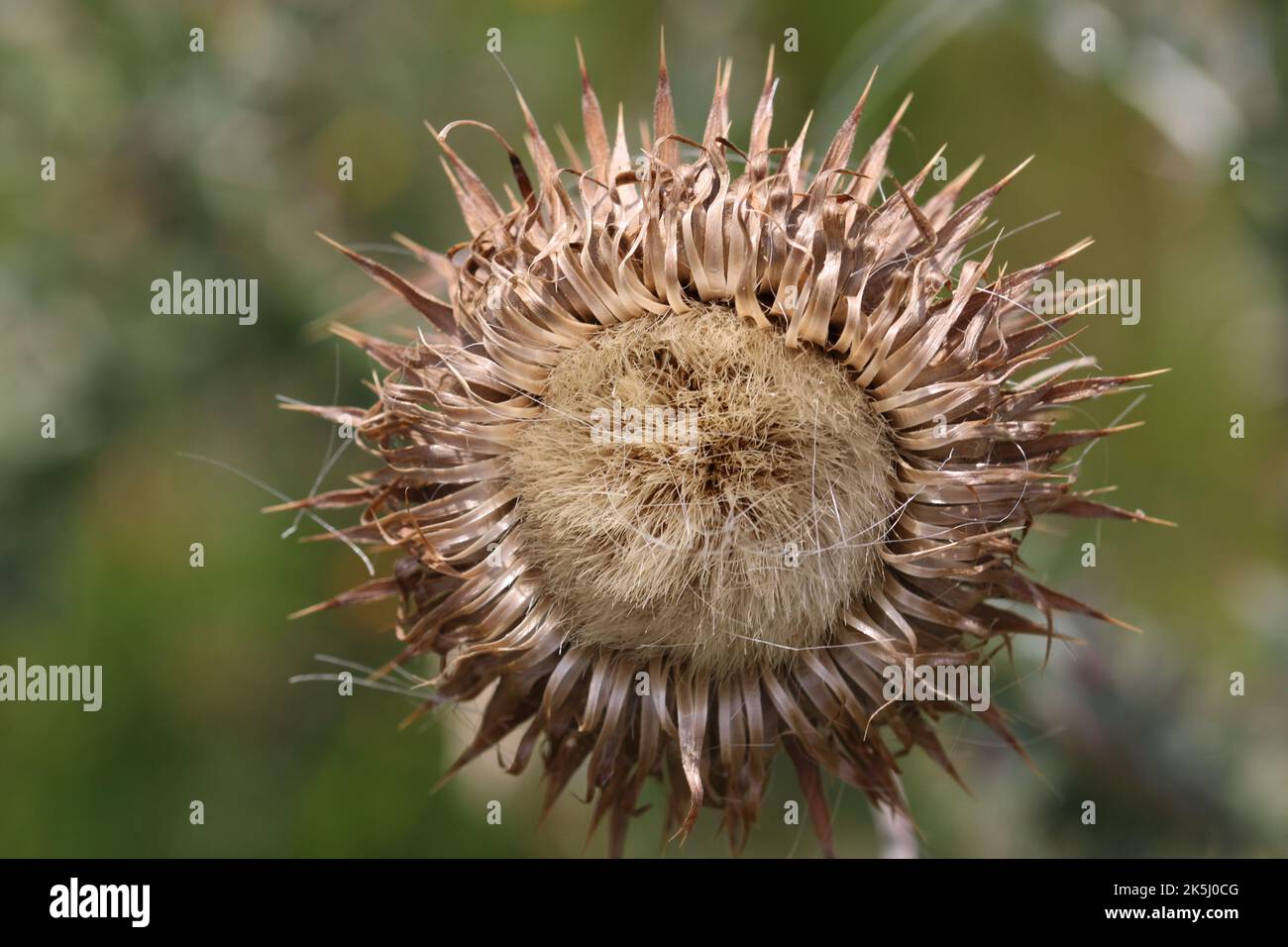 Musk thistle, Carduus nutans, seed head in close up with a blurred background of leaves. Stock Photo