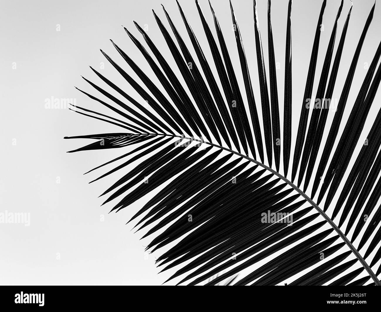 Structure of a palm frond, closeup, backlight, black and white shot