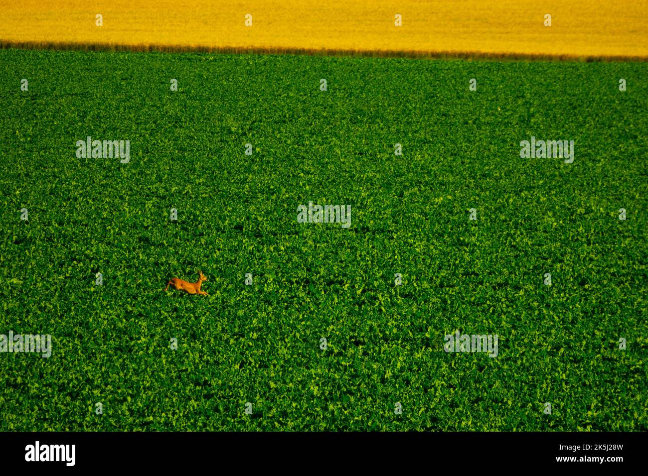 France, Essonne (91), Chalou-Moulineux, plain of Beauce, aerial view of a deer running in a field of sugar beets Stock Photo